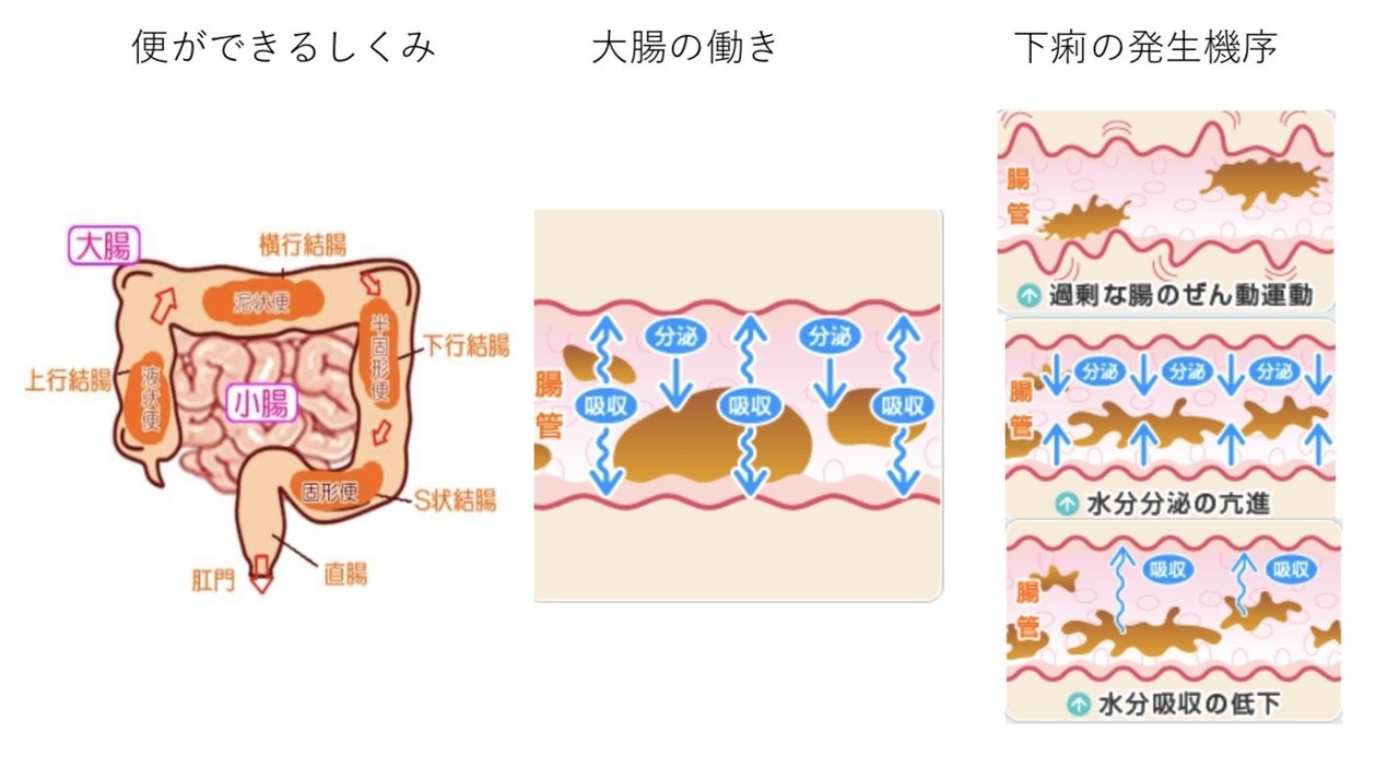 犬の下痢について ドッグライフサポーター 獅子パパ Note