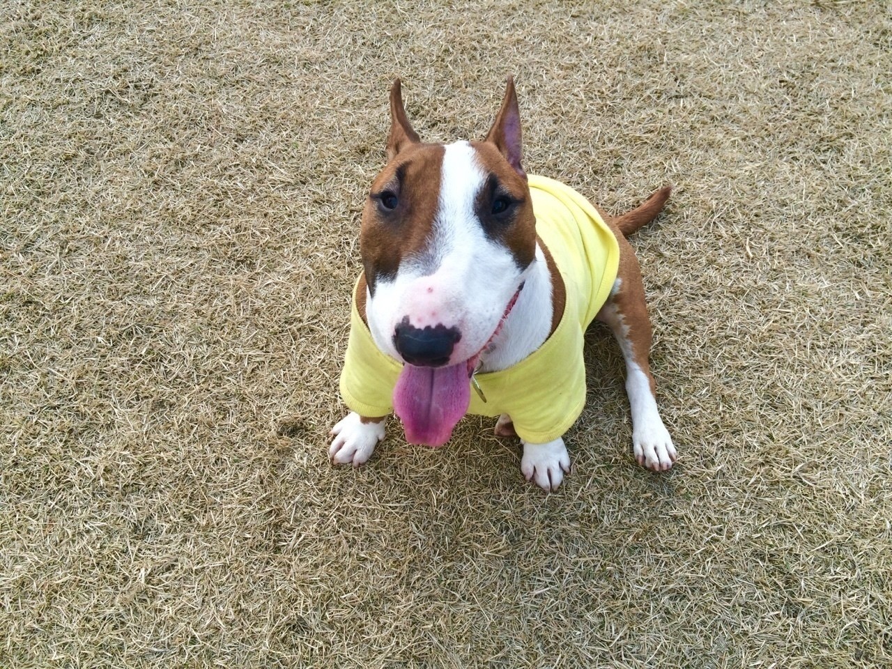 Resultado de imagen para 犬 bull terrier かわいらしい