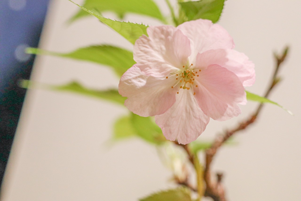 旭山桜のミニ盆栽 開花しました Erina Note