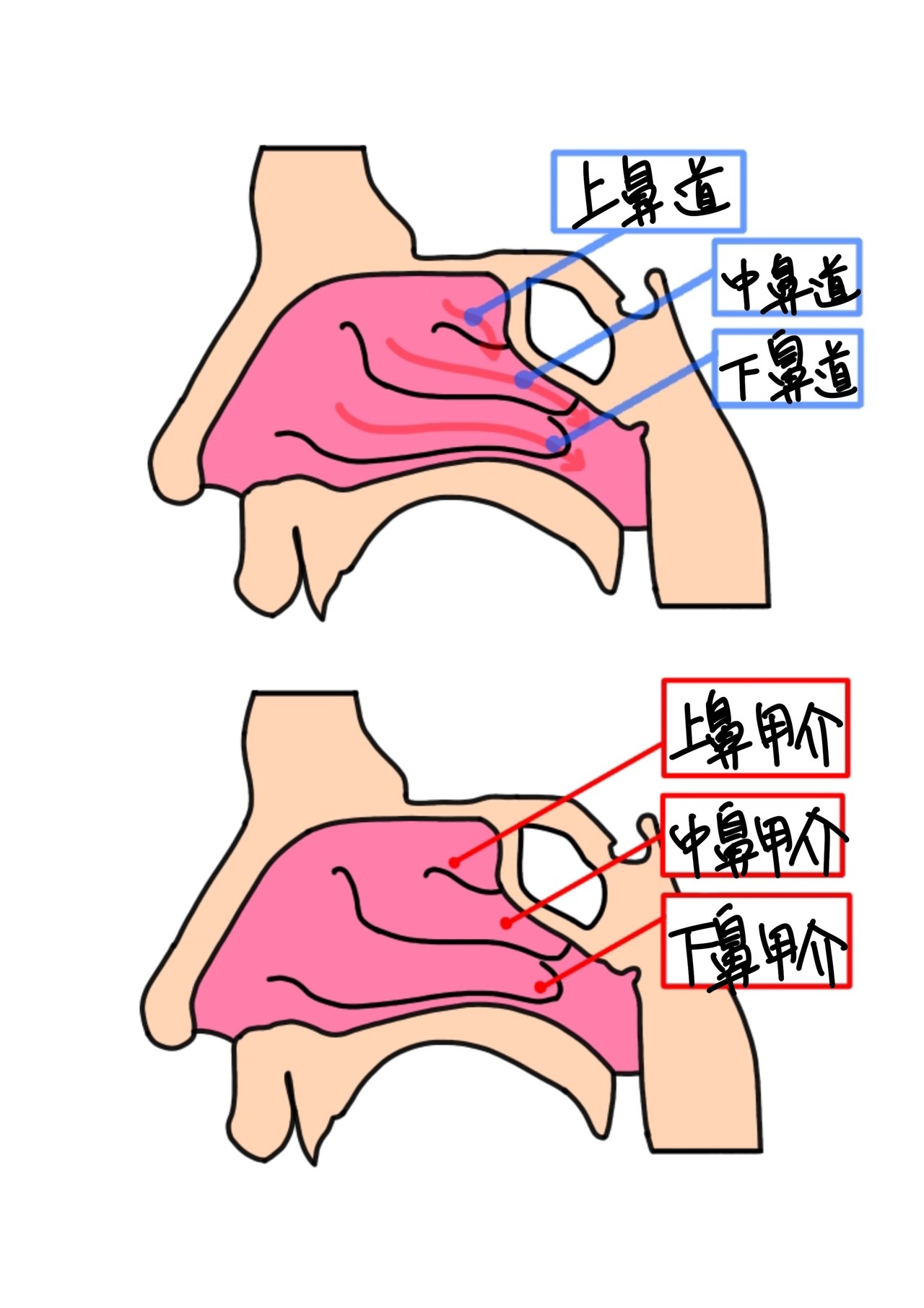 解剖学 呼吸器系(鼻腔 副鼻腔)|やまだこううき|note