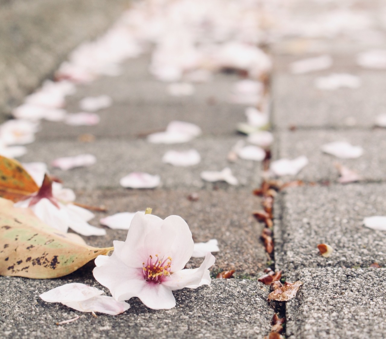 忘れない 春 忘れられない 春 桜 書家 ほの花 Note