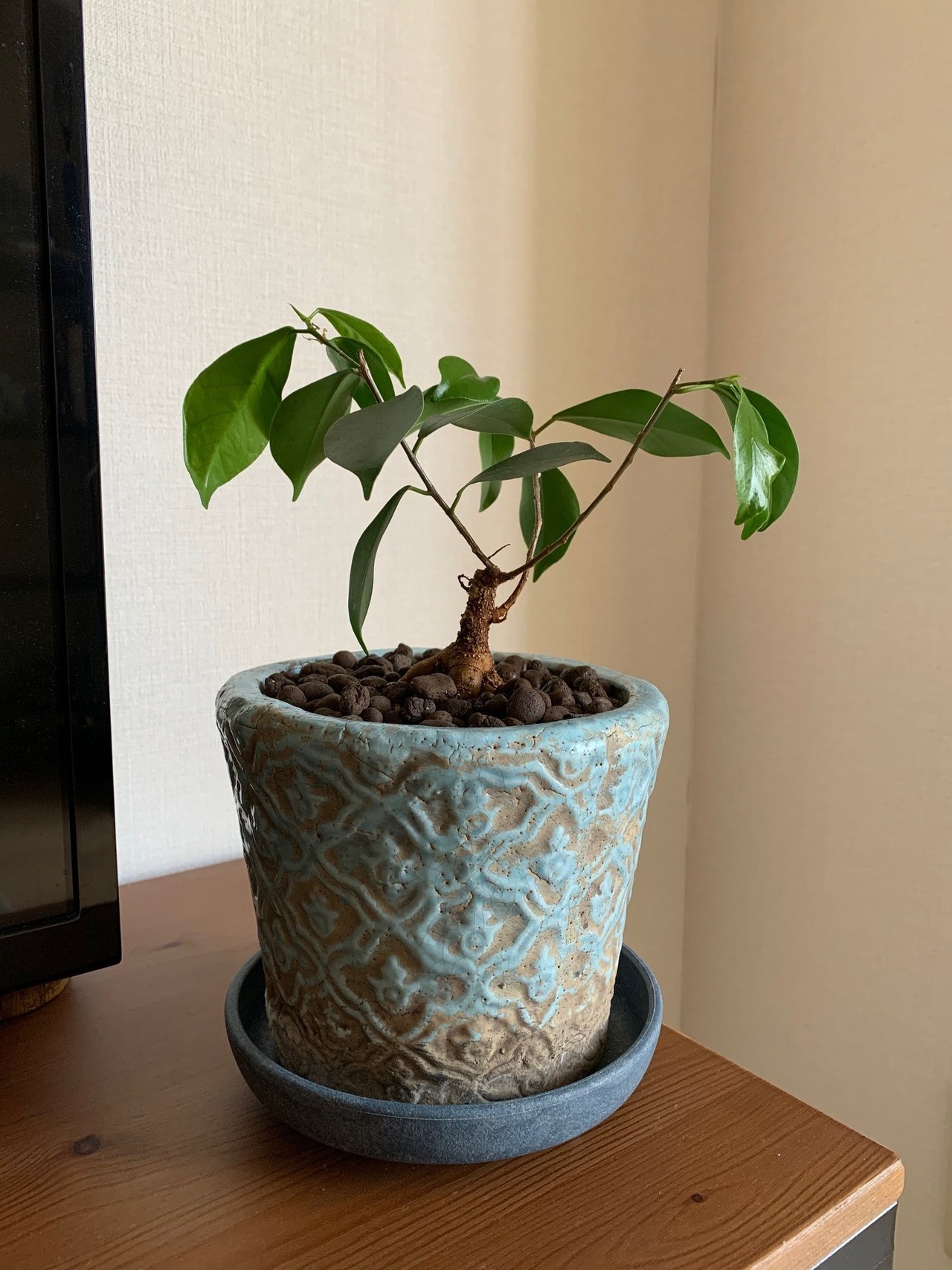 おうち時間 お部屋で観葉植物育てよう おすすめの土と虫対策 ベランダでハーブ栽培もできるよ Amy Thepremier Cafe Note