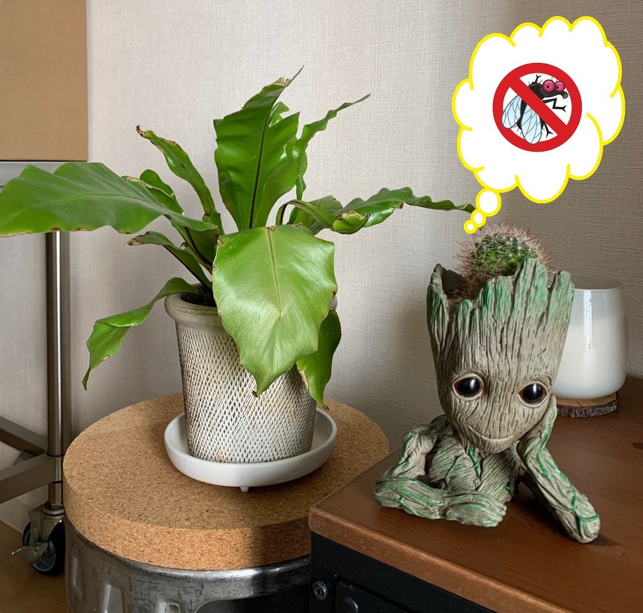 おうち時間 お部屋で観葉植物育てよう おすすめの土と虫対策 ベランダでハーブ栽培もできるよ Amy Thepremier Cafe Note