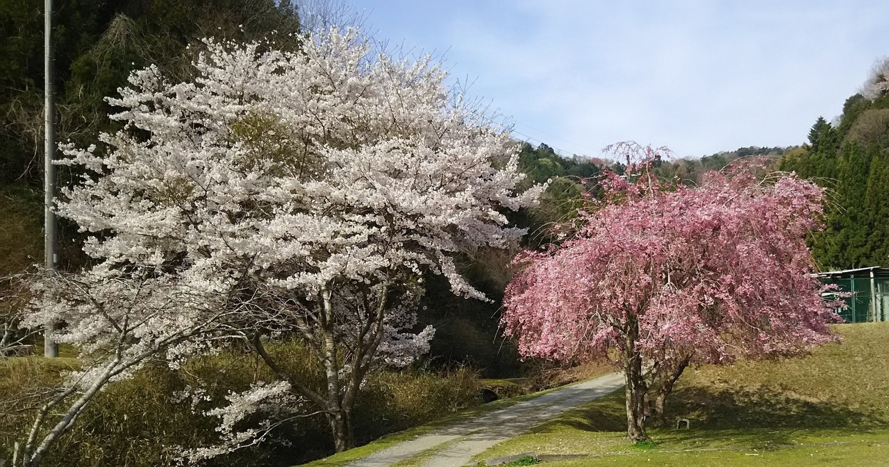 桜の花と桜の木 桜の根っこ 前編 とっ子ちゃん Note