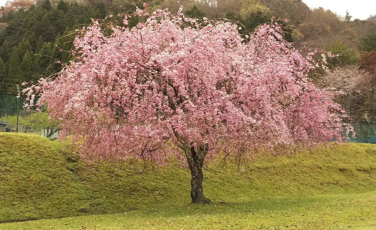 桜の花と桜の木 桜の根っこ 前編 とっ子ちゃん Note