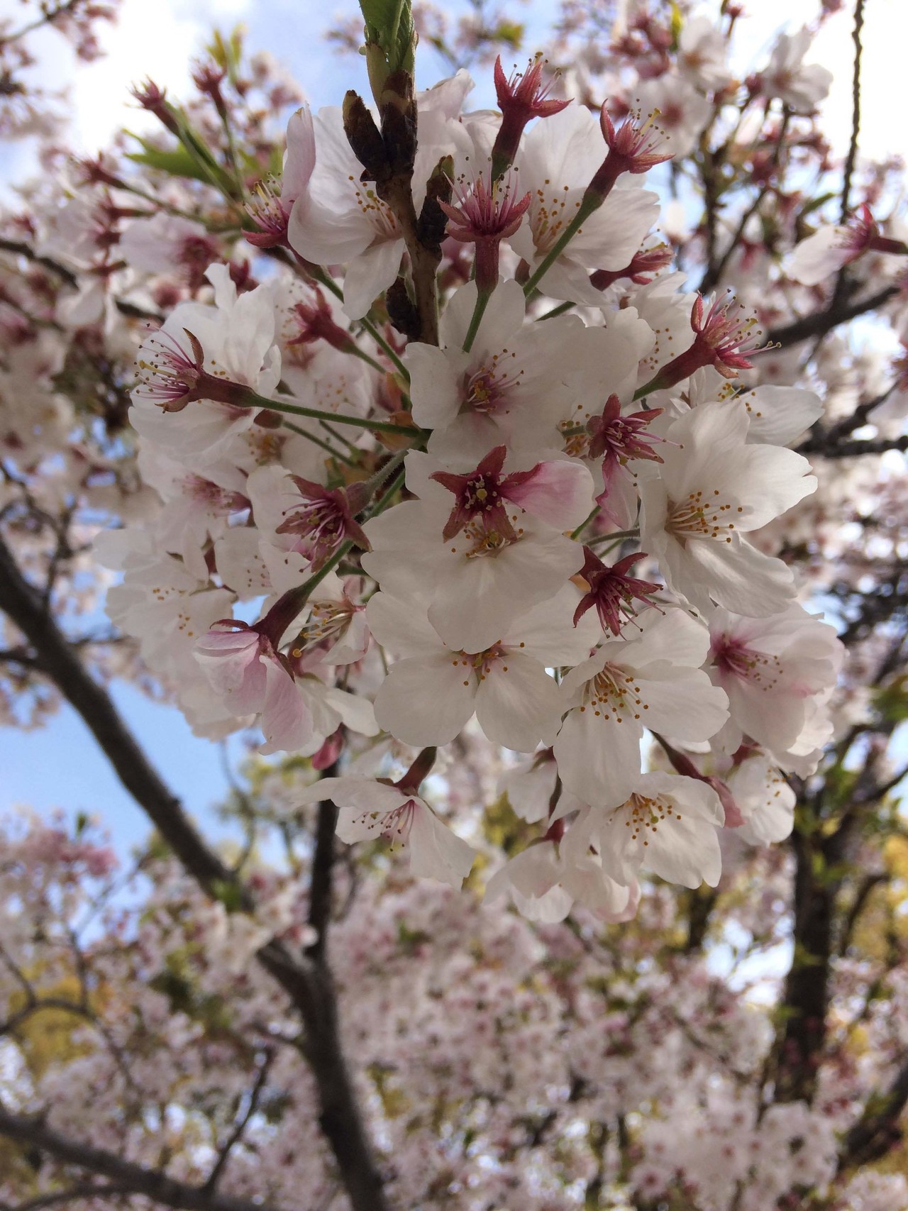 桜の花が綺麗に咲きました ほのかなピンク色がかわいい 来年も綺麗な花を咲かせてね 桜 ピンク 癒し Shinme 新芽 Note