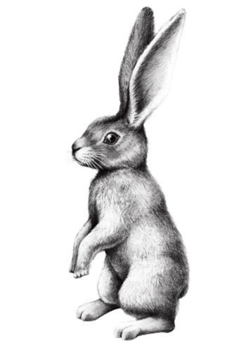 印刷可能 ウサギ リアル イラスト 最高の壁紙のアイデアcahd
