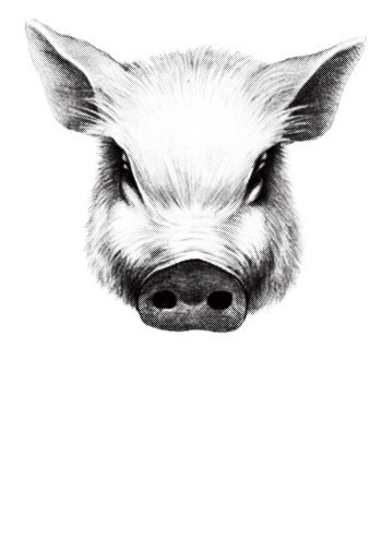 コンプリート 猪 イラスト リアル ただの動物の画像