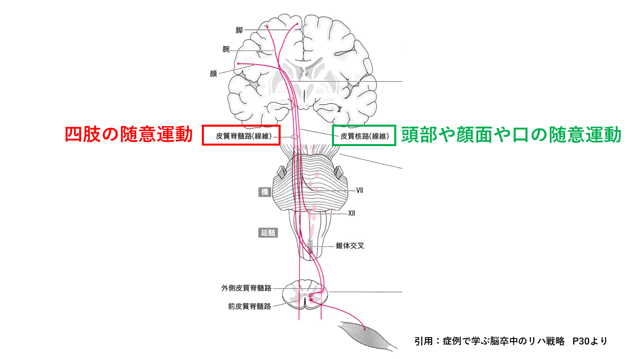 脊髄 路 皮質