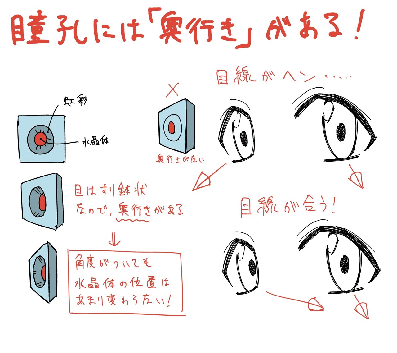 人体の作画 目の構造について Jo Note