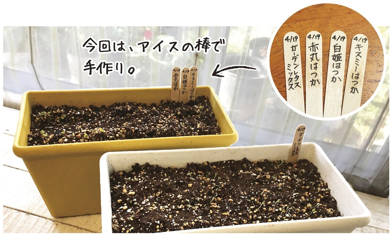 子どもと一緒におうちで初めてみよう 種から育てるプランター菜園 新鮮野菜を手軽にお家で作っちゃおう 種まき編 ナフコ スタッフ Nafco Staff Note