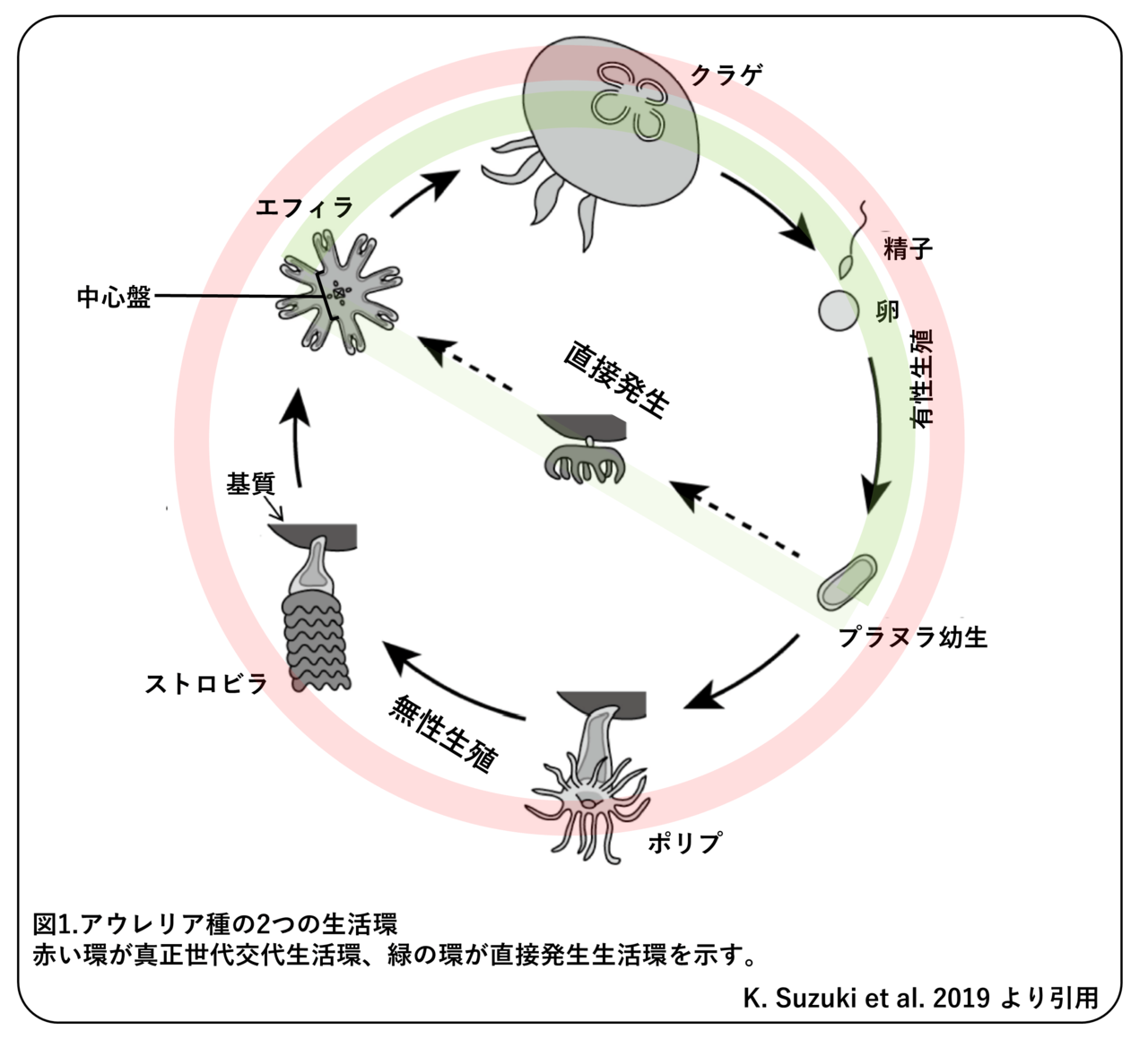 ミズクラゲの大発生 季節によって変わる増え方 論文紹介 かわいせーざん 基礎研究っておもしろい 生物編 Note