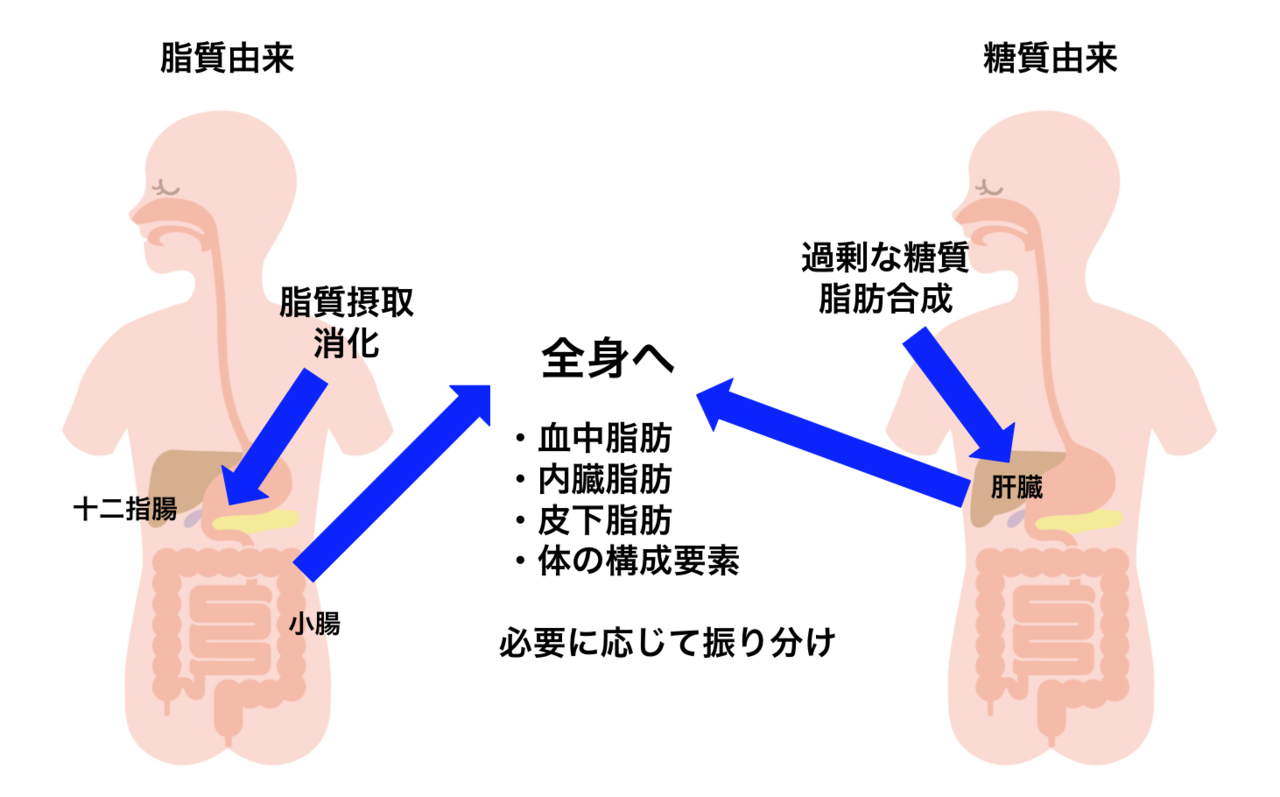 脂質の代謝について 油をとったら脂肪になるの Hide トレーナー ジム経営 講師 Note