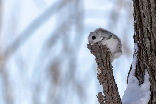 北海道に住む 可愛すぎる動物について えぞももんが Note