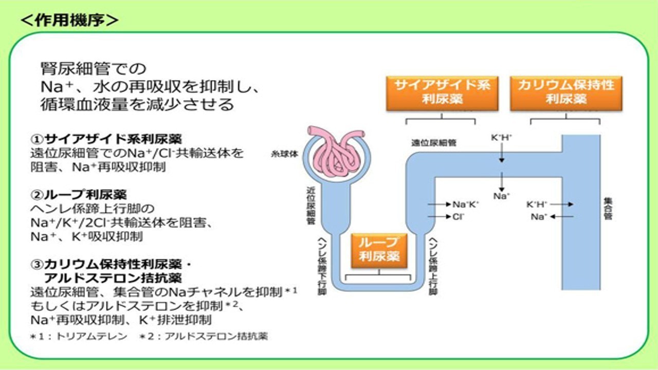 高血圧治療~利尿薬~|ヒデ|note 高血圧治療~利尿薬~|ヒデ|note