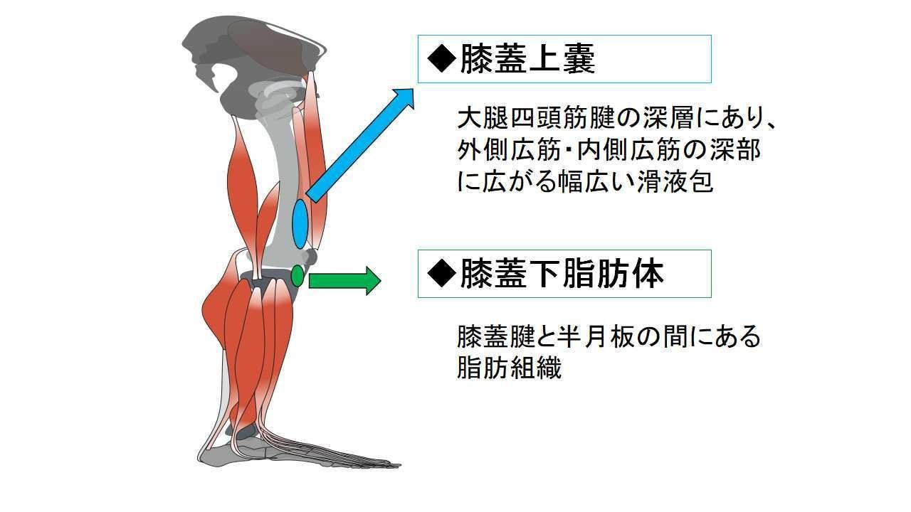 膝関節の屈曲を制限する因子について考える Re Body Health