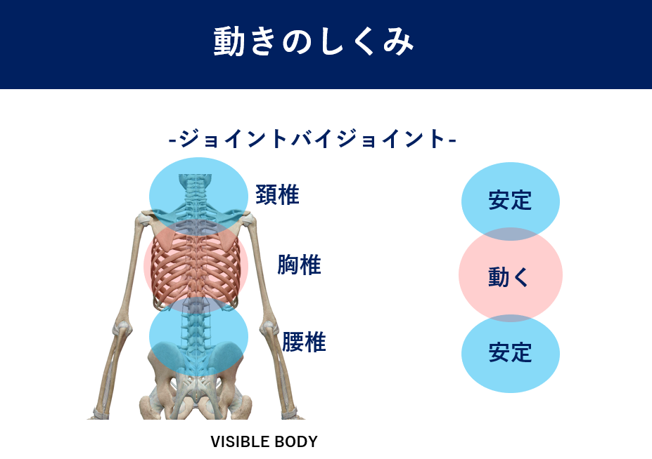 胸椎回旋トレーニングの質を高める 佐藤 康 Note