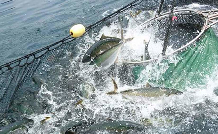 大隅半島 ヒラマサの美味しい食べ方レシピ 基本のお刺身 からの しゃぶしゃぶ 半島同盟 Peninsula Union Note