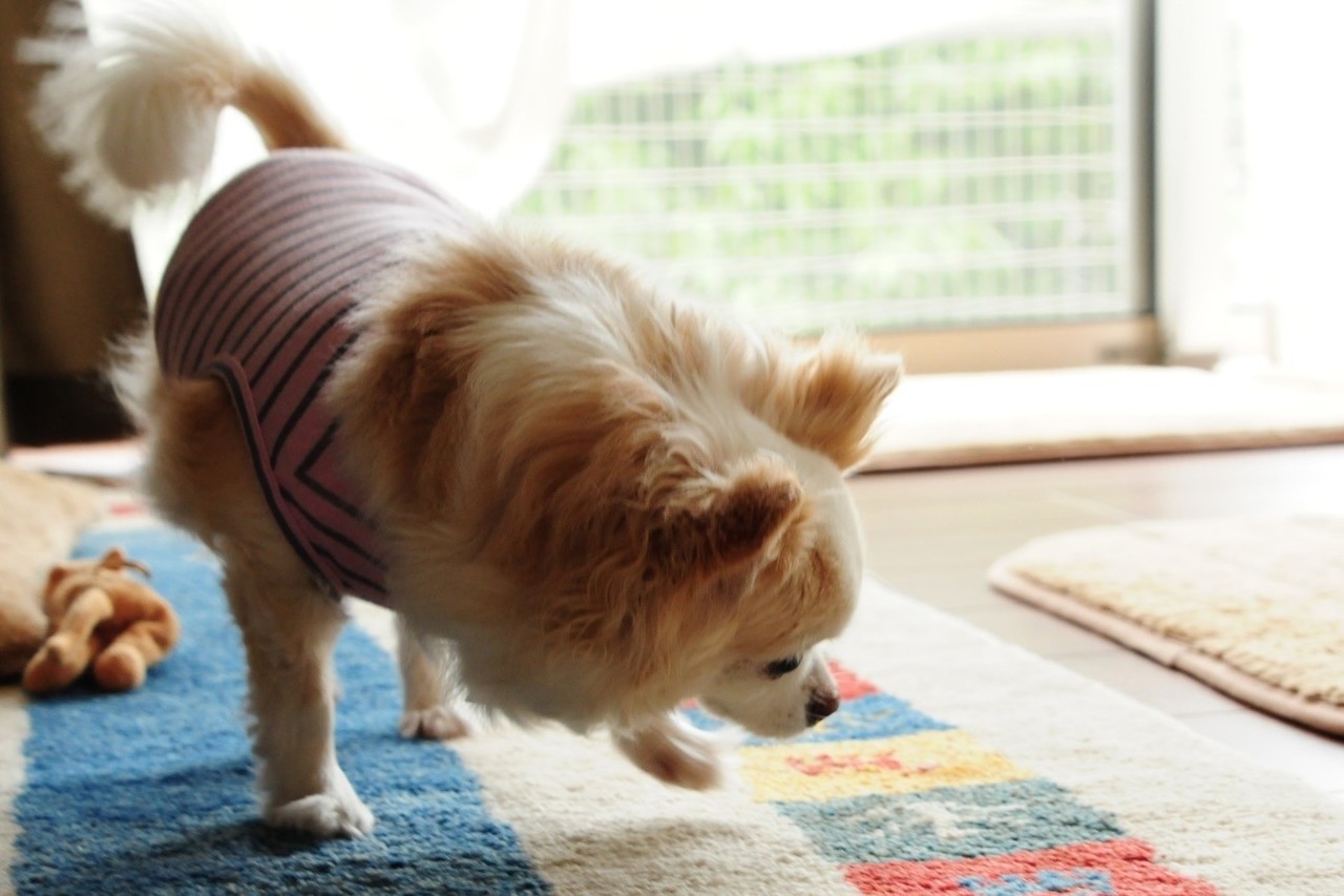 チワワを飼うことになりました 愛犬との出会い 只野 アキ Note