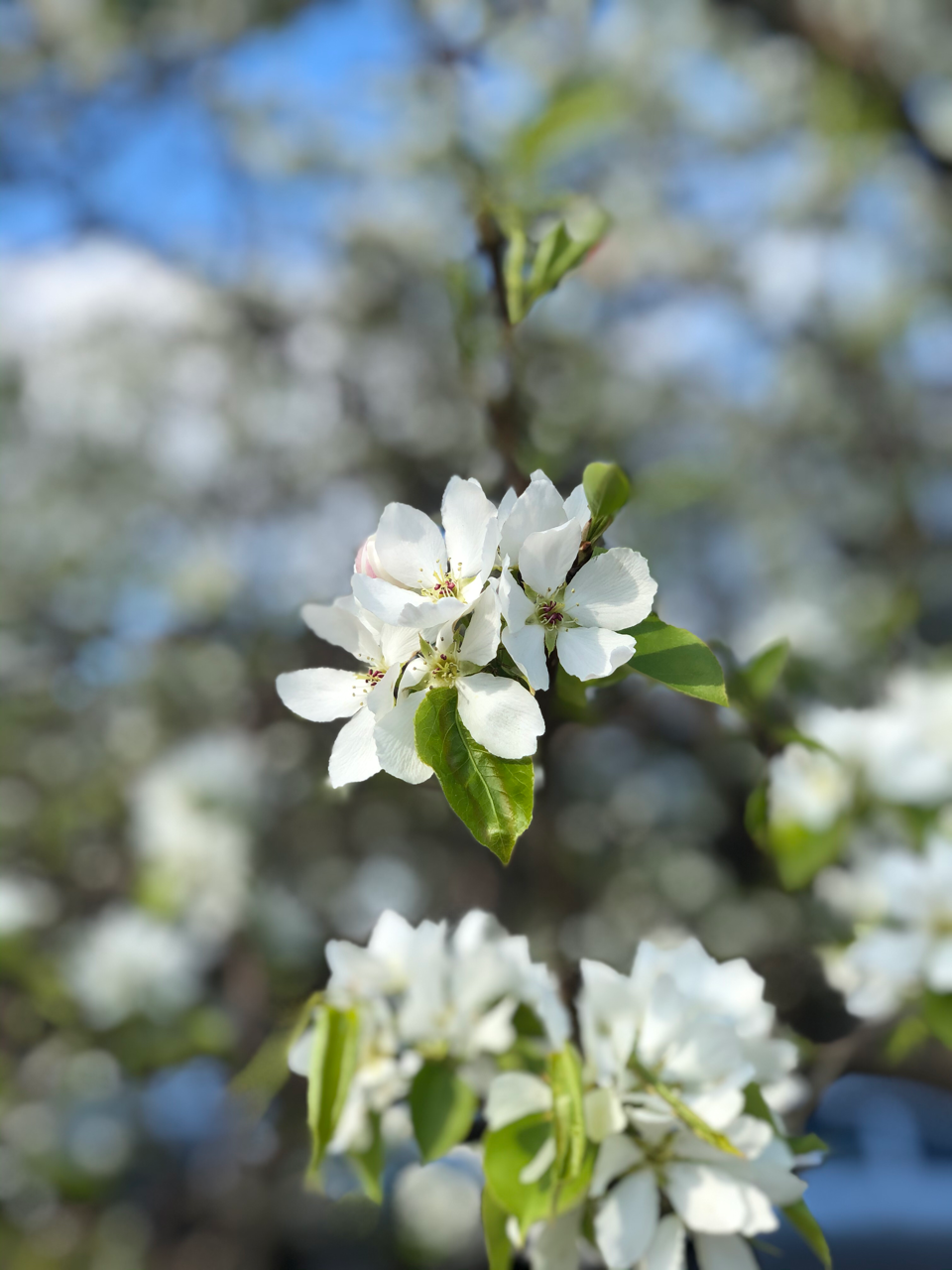 満開のシベリアの白い桜 齋藤友亨 Tomoyuki Saito Note