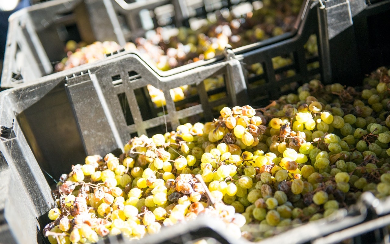 おうちでゆっくり！イタリア白ワインの楽しみ方  BASE Mag.