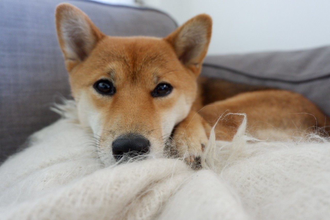 フランスの不思議な犬の名付けの決まり パリの柴犬ピスタッシュ Note