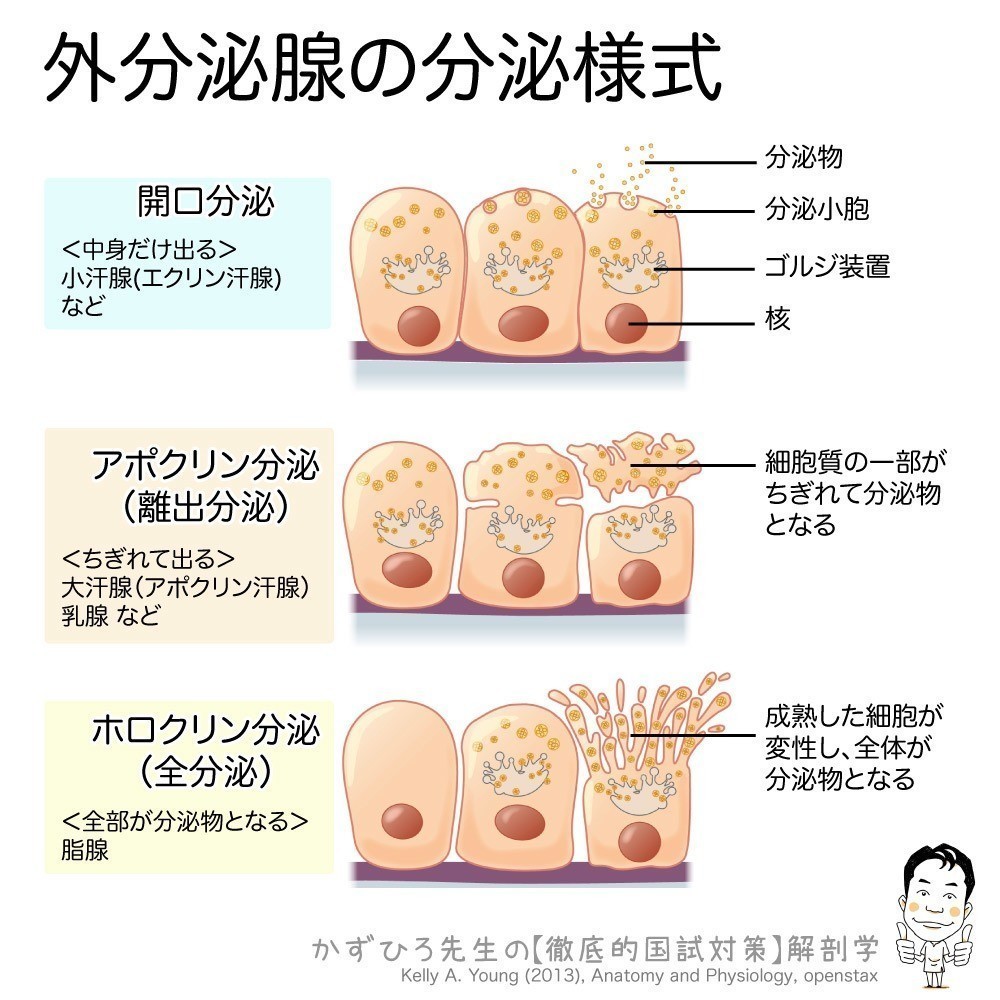 外分泌腺の３つの分泌様式（開口分泌・アポクリン分泌・ホロクリン分泌）