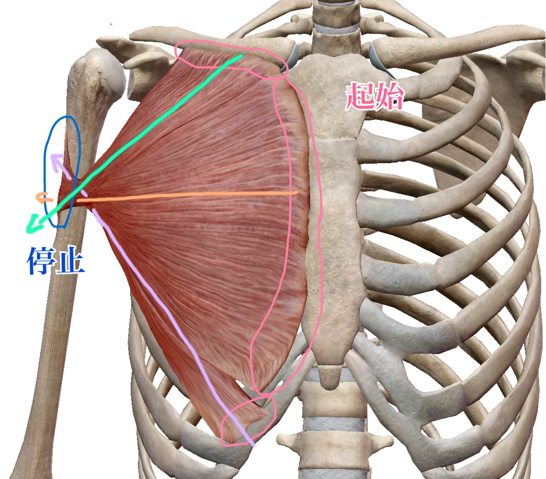 スペシャル解剖学 大胸筋 トレーナー沢田 翔 Note