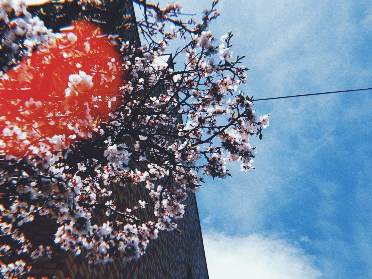 桜の写真。