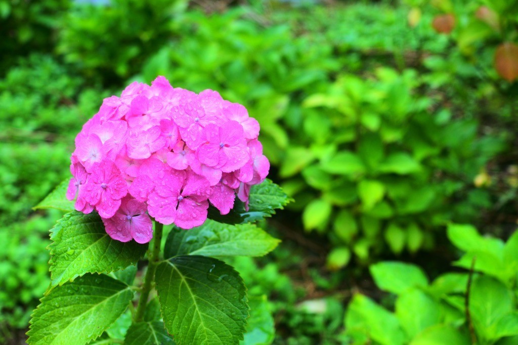 あじさいの花言葉 Lily Taki トラベルライター Note