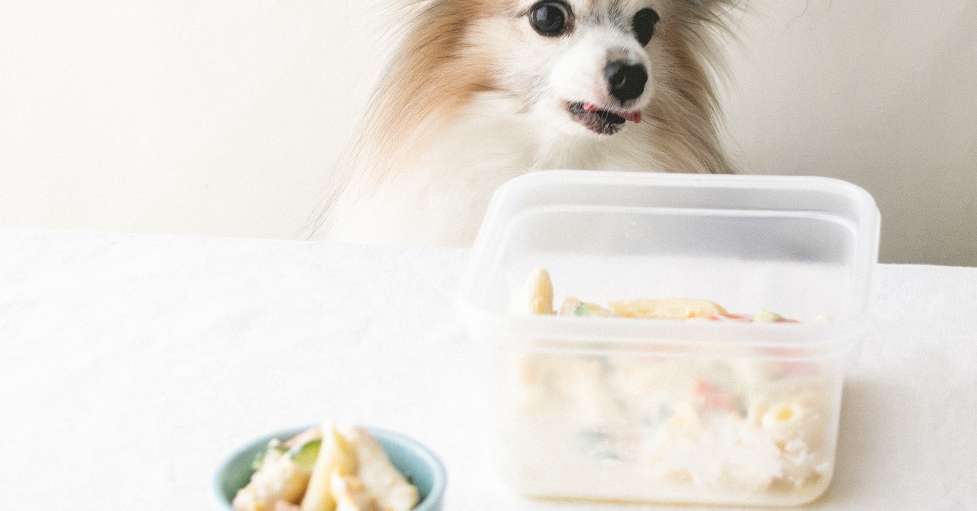 タッパー レンジ調理 お鍋不要 マカロニサラダ 手作り犬おやつレシピ 犬ごはん先生いちかわあやこ Official Web Site タッパー レンジ調理 お鍋不要 マカロニサラダ 手作り犬おやつレシピ 犬ごはん先生いちかわあやこ Official Web Site