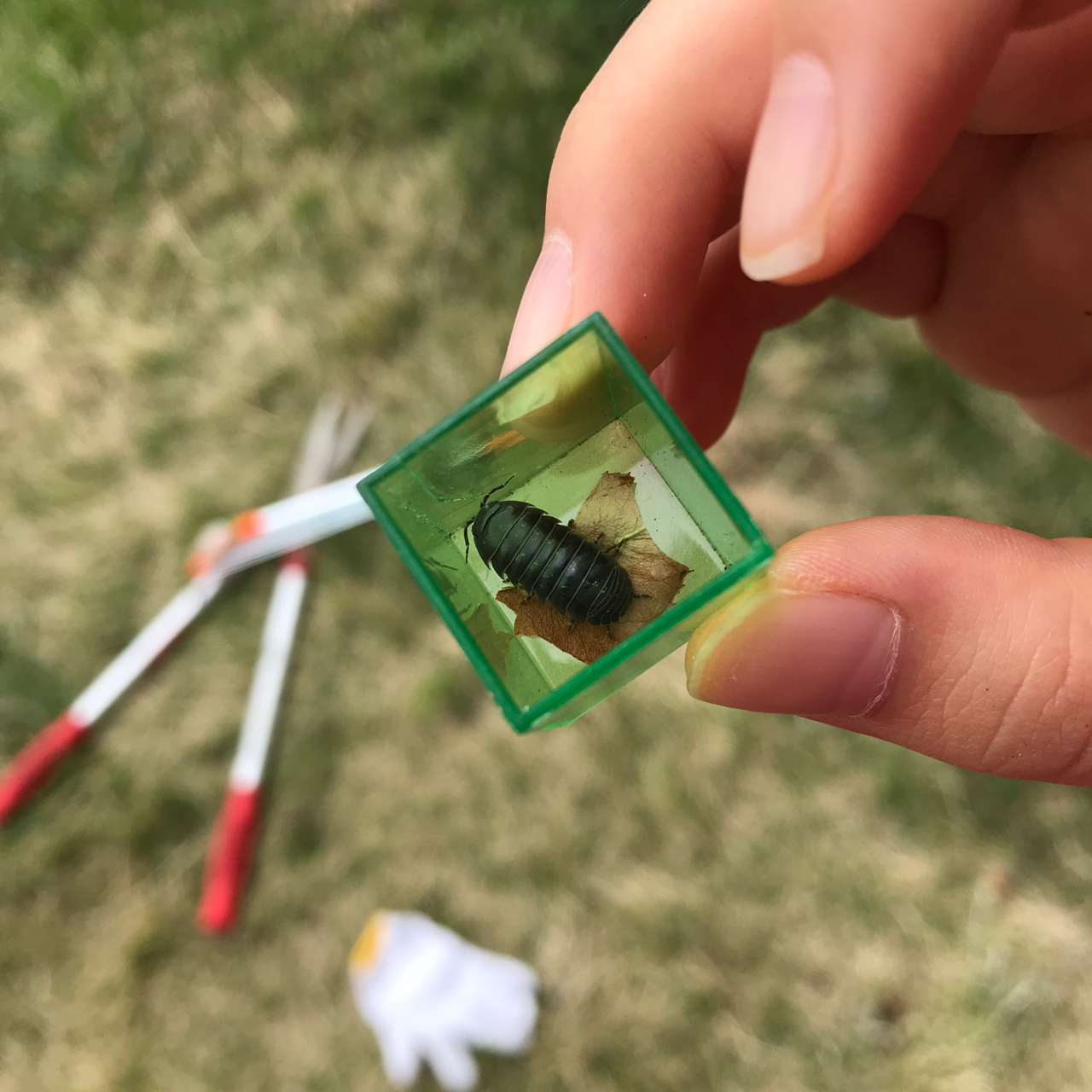 ダンゴムシ オスメス