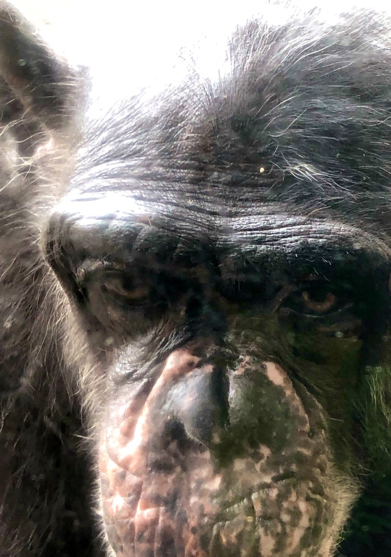 戦後日本チンパンジー列伝 宇都宮動物園 かみね動物園のチンパンジーたち おらんうーたんになりたい Note