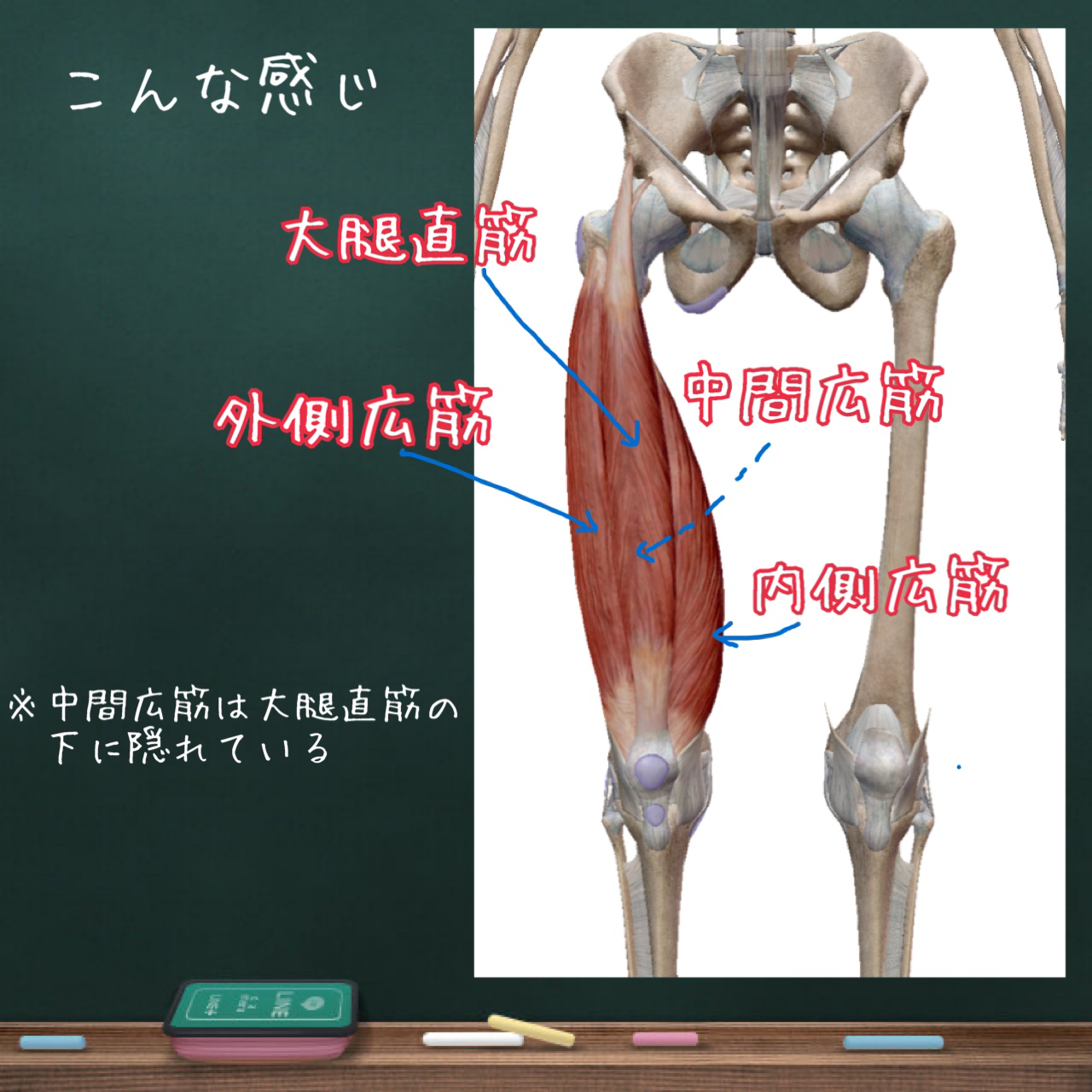 スペシャル解剖学【大腿四頭筋】｜トレーナー沢田 翔｜note