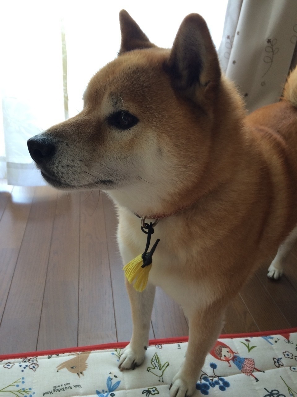 抜群に柴犬がかわいい Boat Note