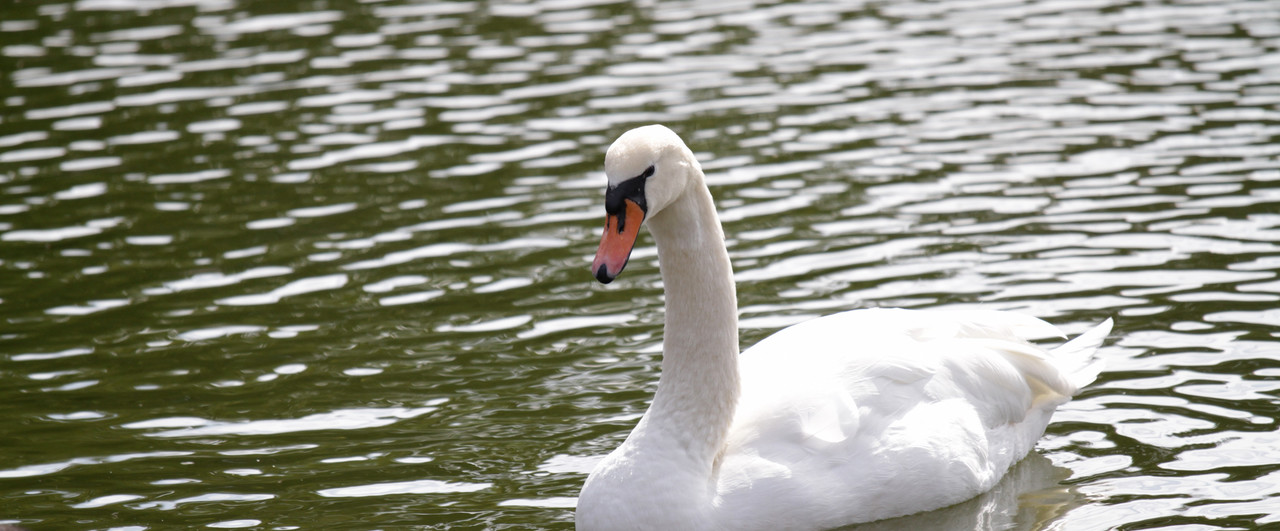 【短歌鑑賞】白鳥はかなしからずや空の青海のあをにも染まずただよふ 牧水｜LADYKAMAA｜note