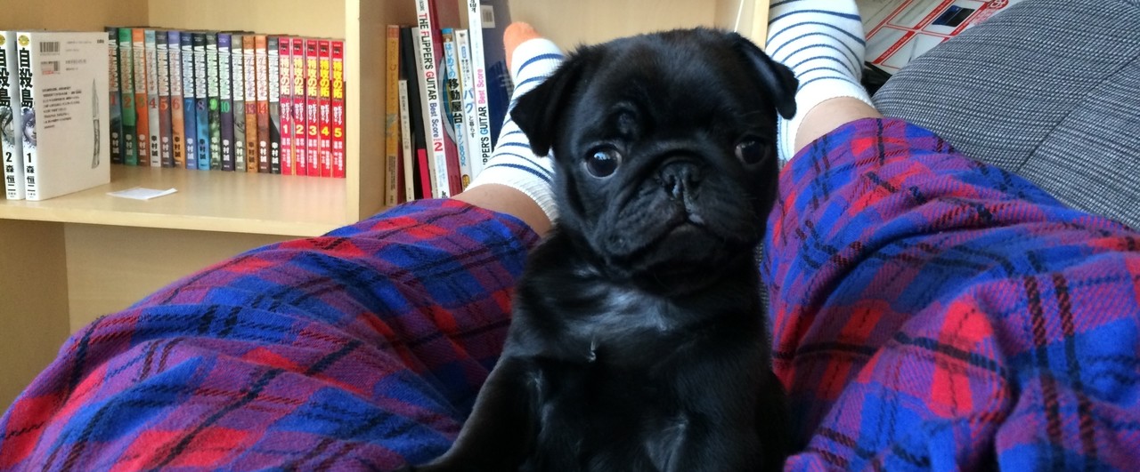Resultado de imagen para ç¬ pug ç ã£ã¦ãã