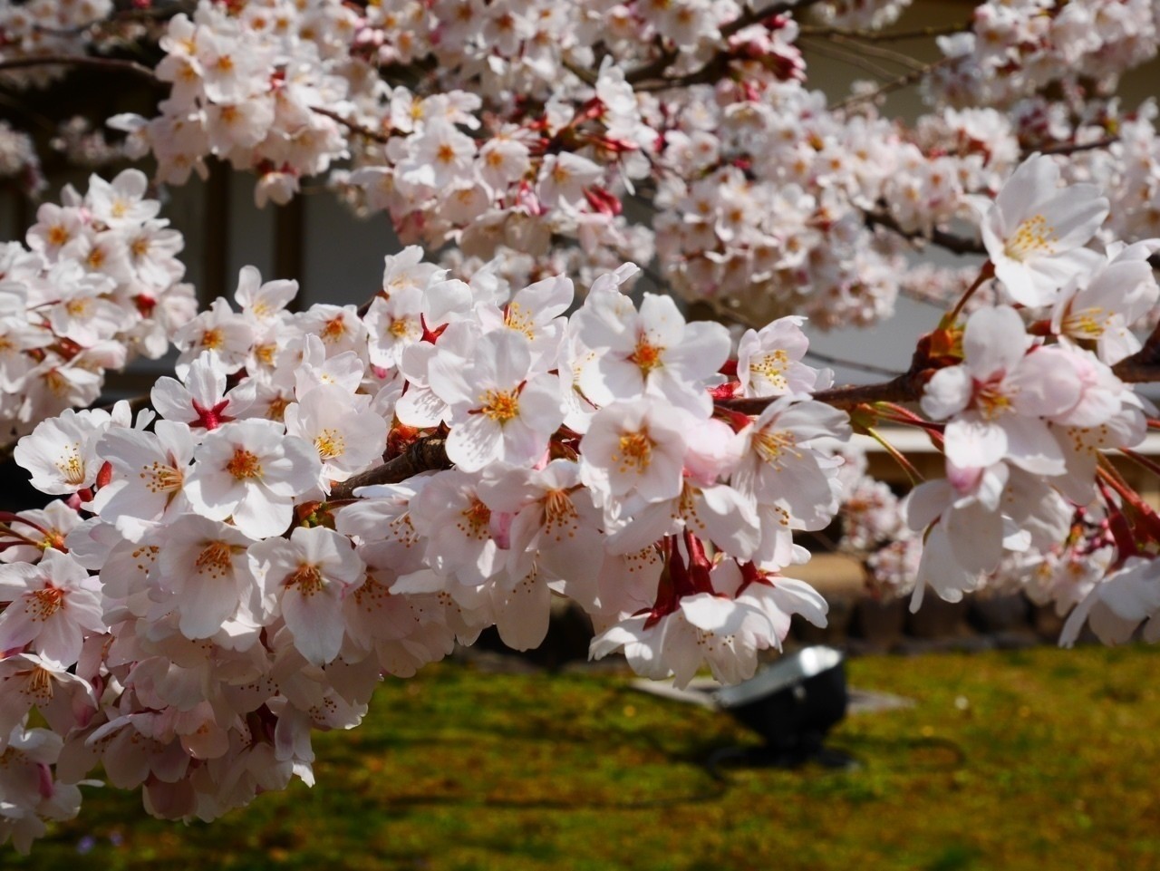 地面に着きそうな桜 Risakyoto Note