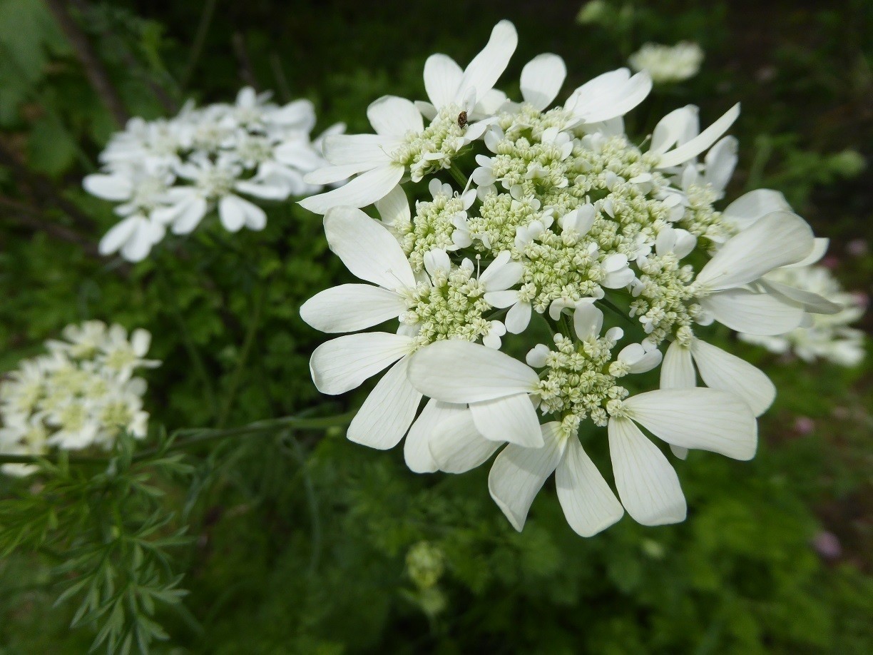 美しい花の画像 綺麗なホワイト レース 花 言葉