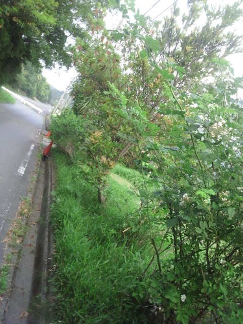 美しい花の画像 無料印刷可能トゲ の ある 花