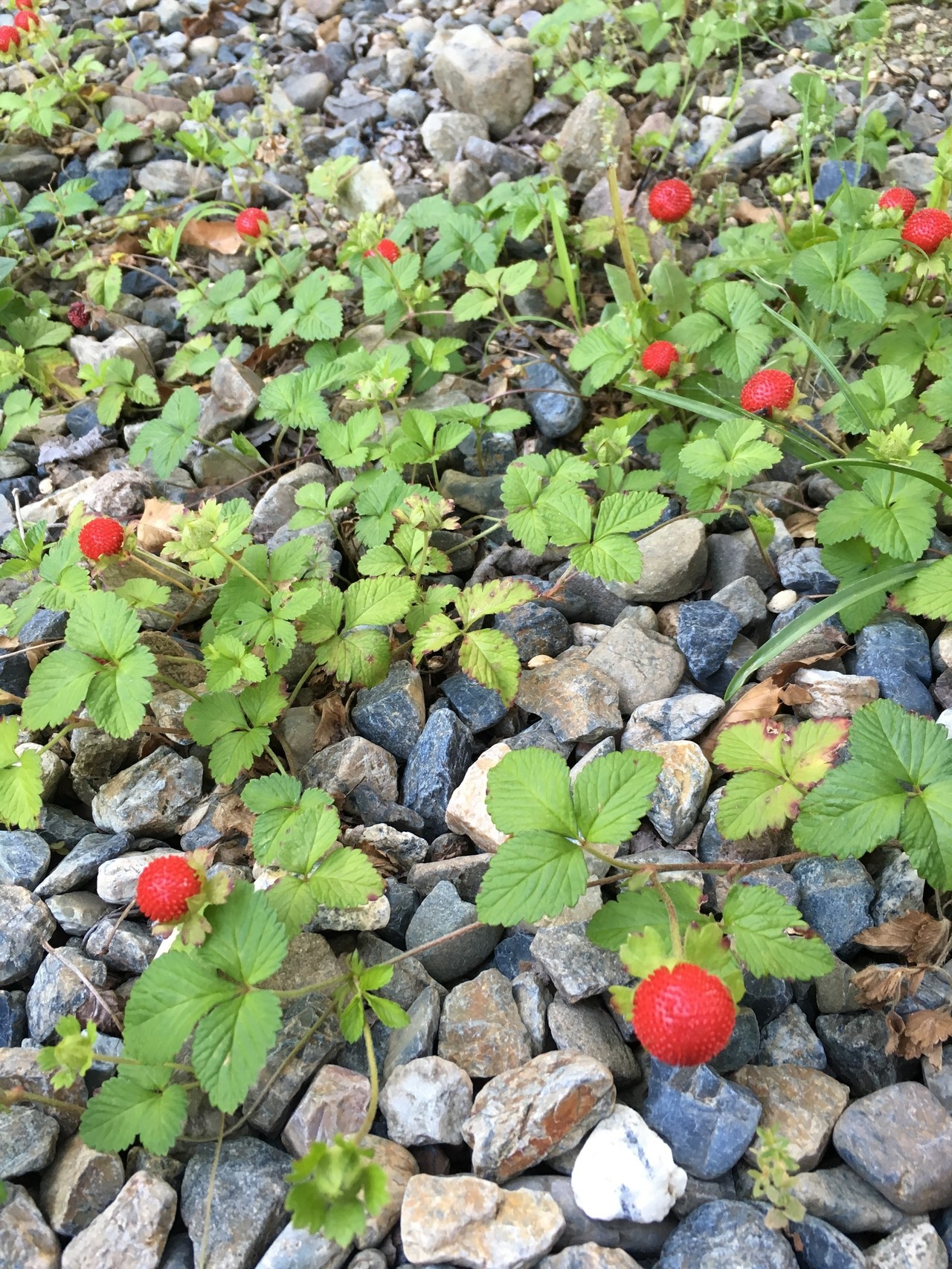 最新へび いちご 画像 すべての美しい花の画像