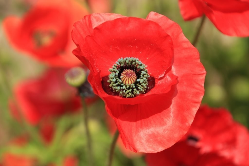 新鮮なひなげし 漢字 最高の花の画像