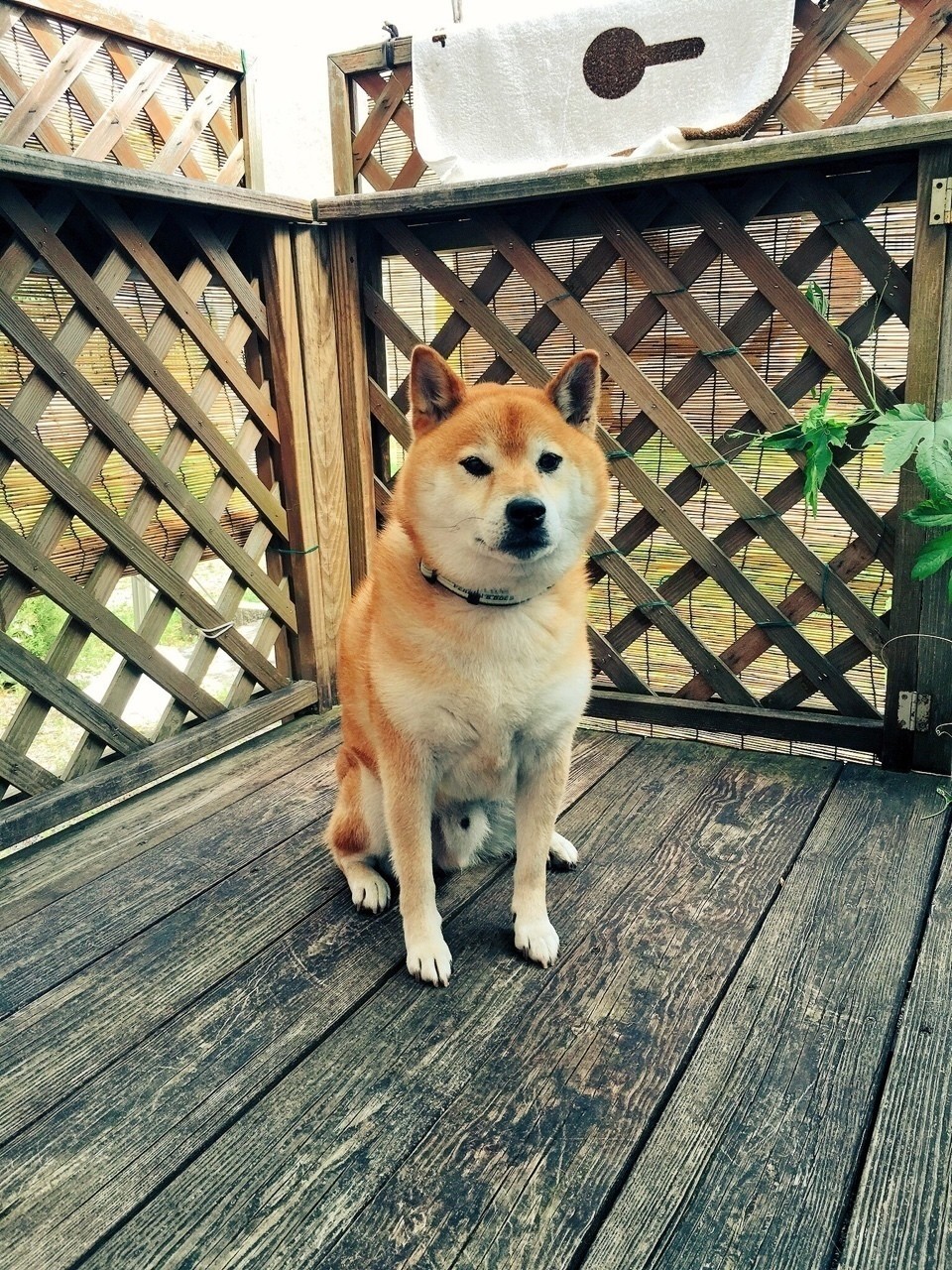 柴犬クッキーと遊ぶだけ Boat Note