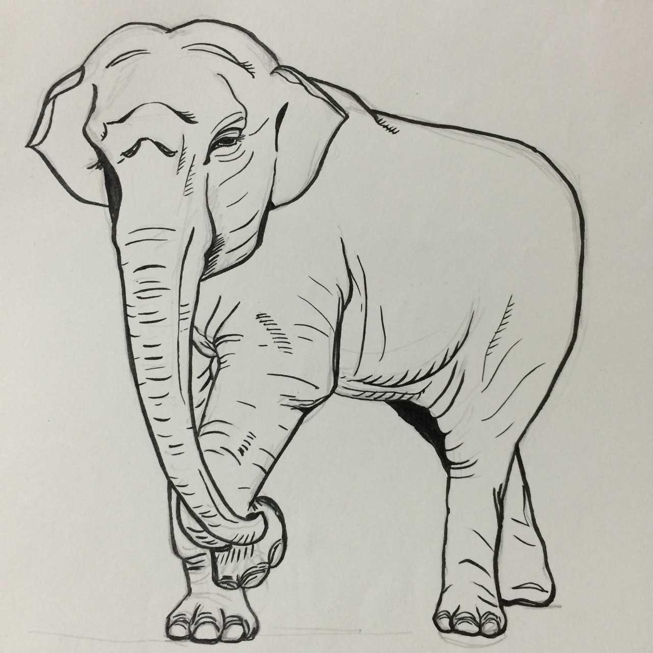 最高象 イラスト リアル 最高の動物画像