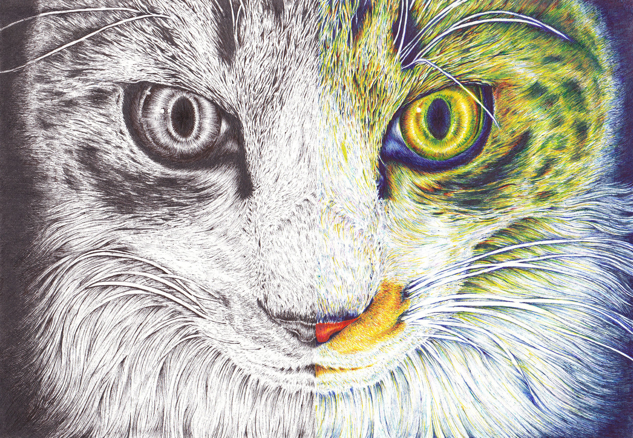 無料イラスト画像 ベスト50 猫 イラスト リアル ボールペン