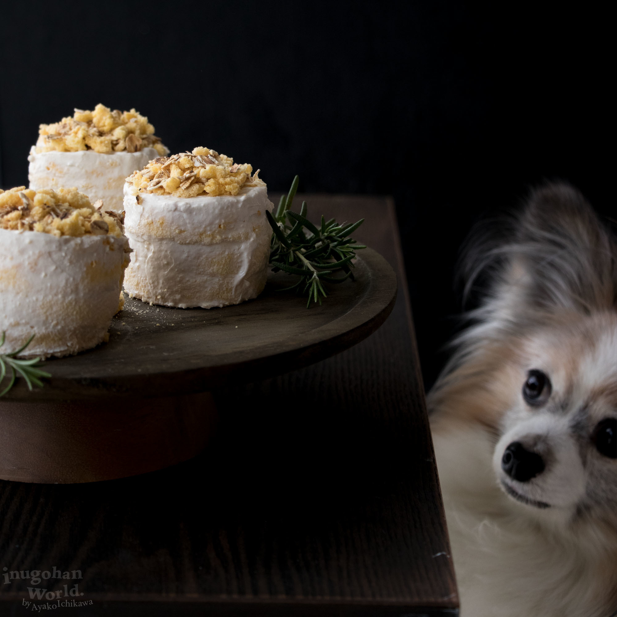 グルテンフリーのミニネイキッドケーキ 手作り犬おやつレシピ 犬ごはん先生いちかわあやこ Official Web Site