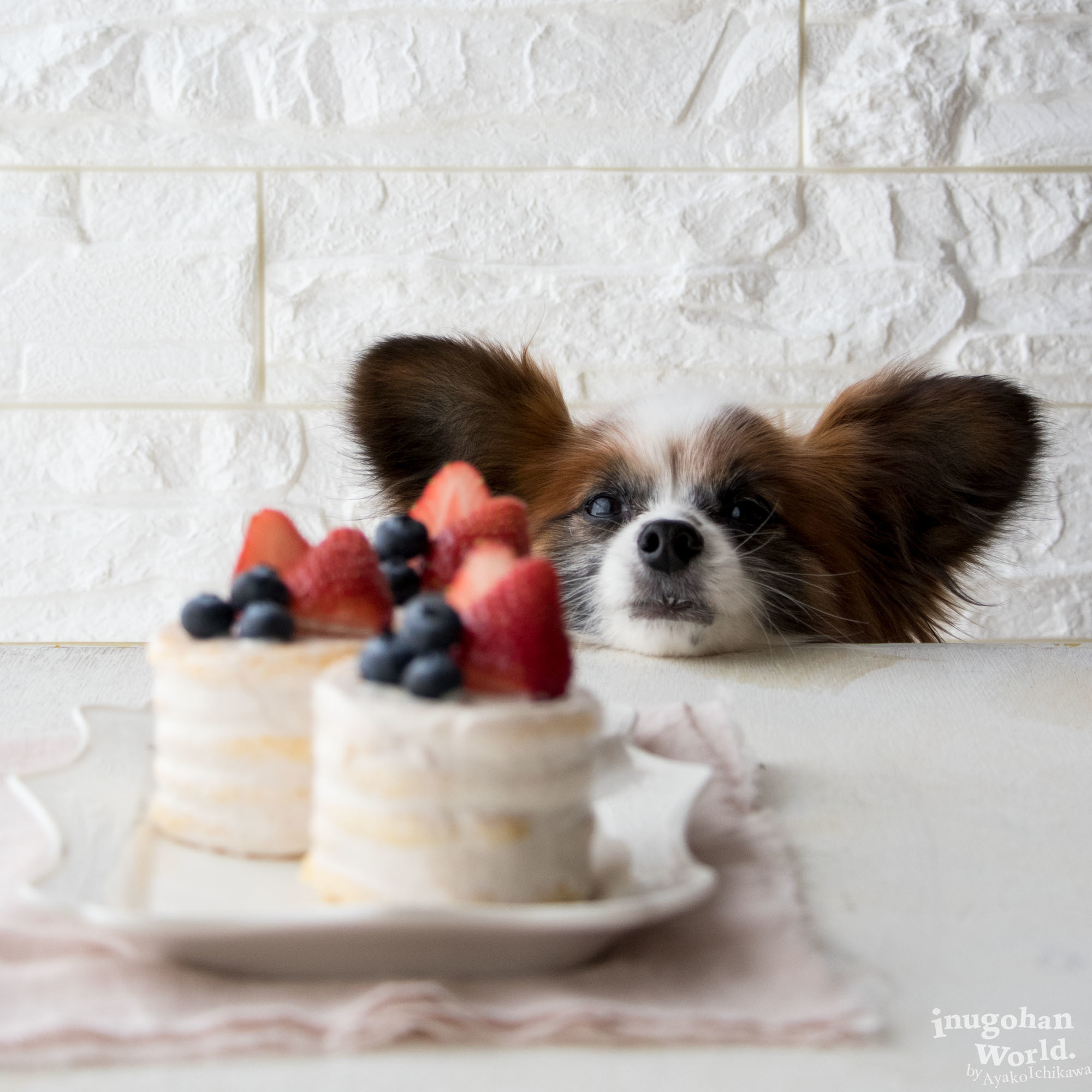 フライパンで作るミニネイキッドケーキ 手作り犬おやつレシピ 犬ごはん先生いちかわあやこ Official Web Site