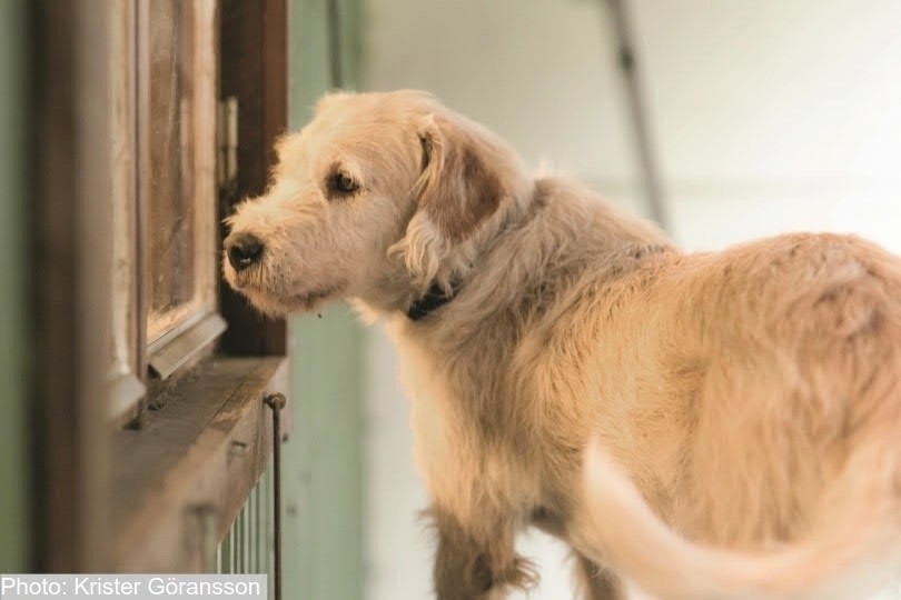 南米の野良犬 北欧の家族の一員に ジャングルの極限レースを走った犬 アーサー 4 発売 特集４ Hayakawa Books Magazines B