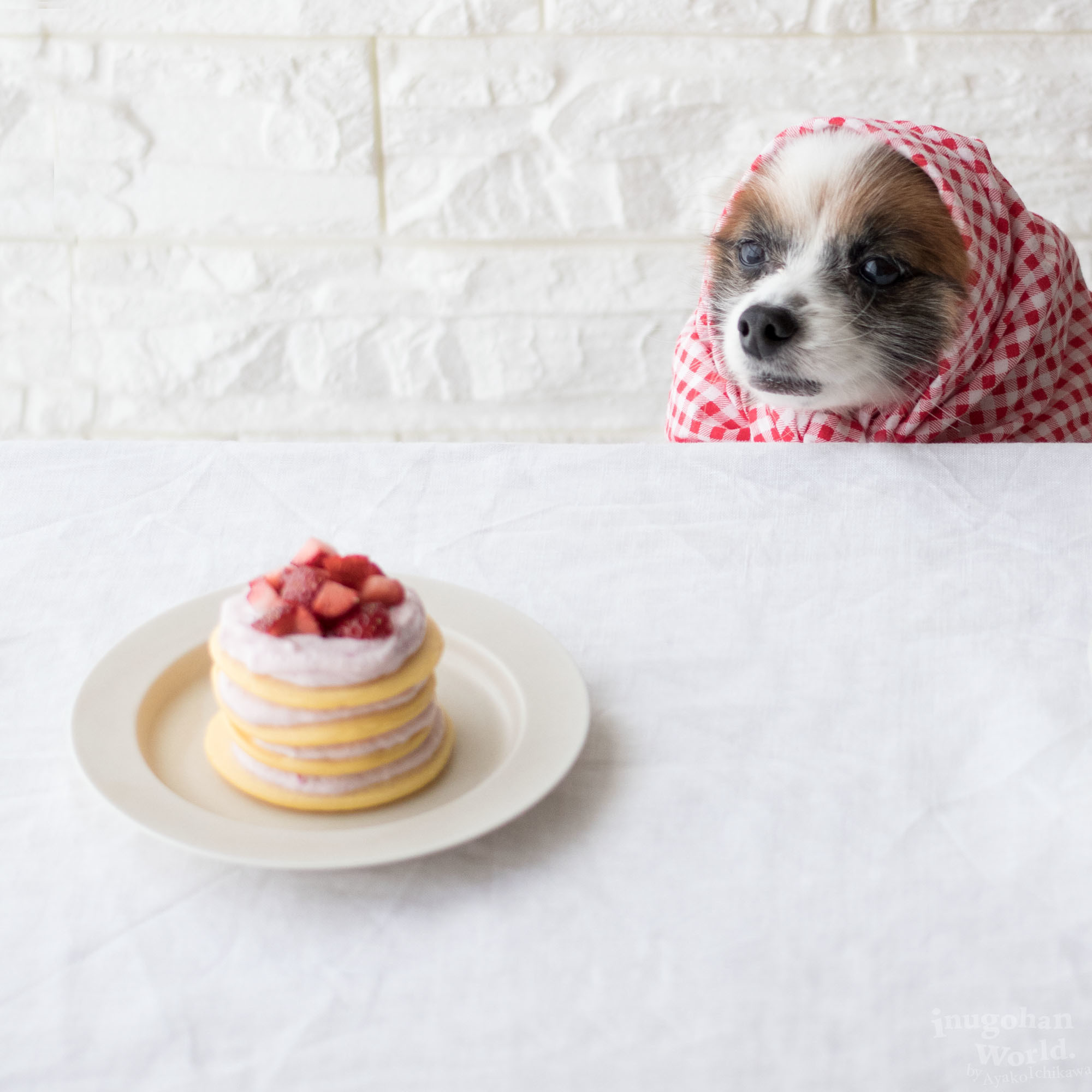 ストロベリークリームのデコレーションパンケーキ 手作り犬おやつレシピ 犬ごはん先生いちかわあやこ Official Web Site
