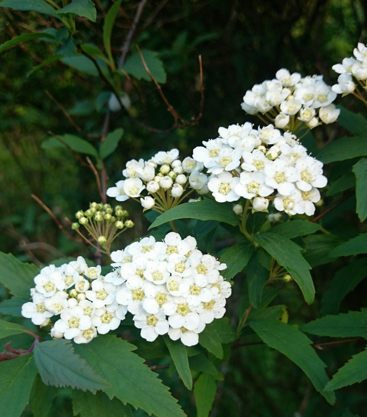 すべての花の画像 元の小手毬 花言葉